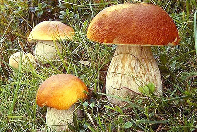 野生菌市場遭受疫情旱情雙重打擊